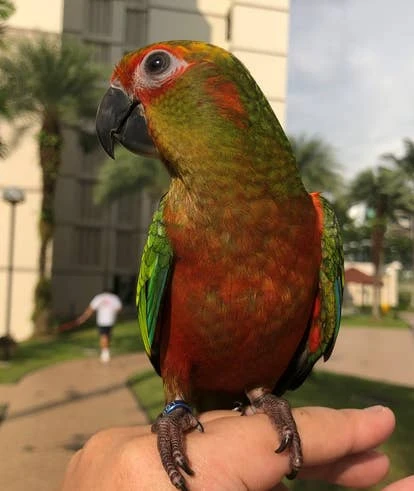 Siren 美人鱼角啬