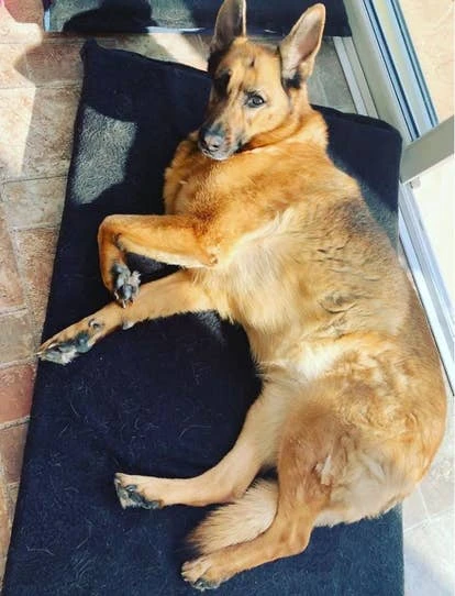 卡拉（Kara）图片