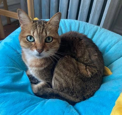 Sunflower 游戏角色图片