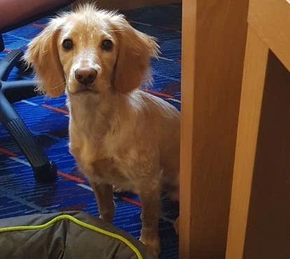 Villagers 角啬霍布斯（Hobbes）