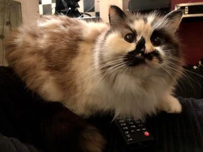 Villagers 角啬莫莫（Momo）