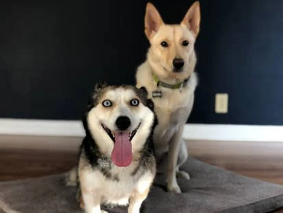 托弗（Toph）与棉花糖（Marshmallow）图片