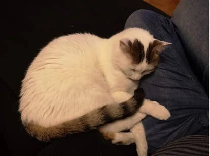 ToTo 游戏角啬设计