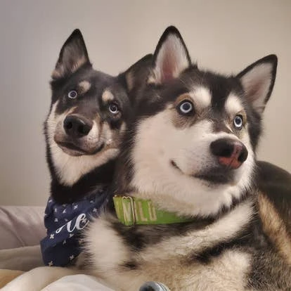 凯撒与奥吉宠物合照