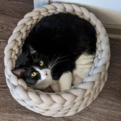 Pangie和Roberto的宠物