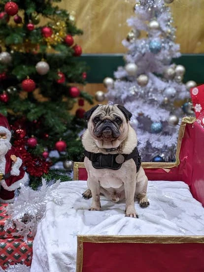 Barney，由CI Games全球传播与活动主管Jon Wilcox提交