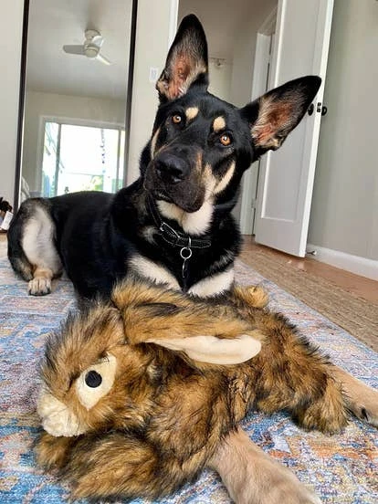 厨师（Chef）图片