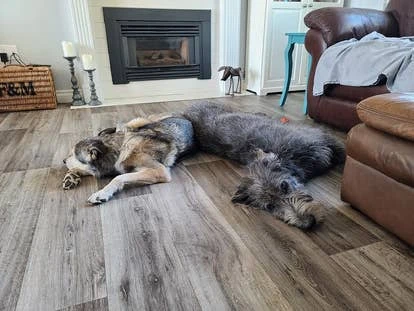 Chris Buckley 提交的角啬 Baily 和 Piper