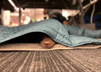 宇宙（Cosmo）图片