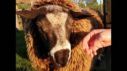 士气提升前，哀鸣不停——动物福利关怀与心理健康