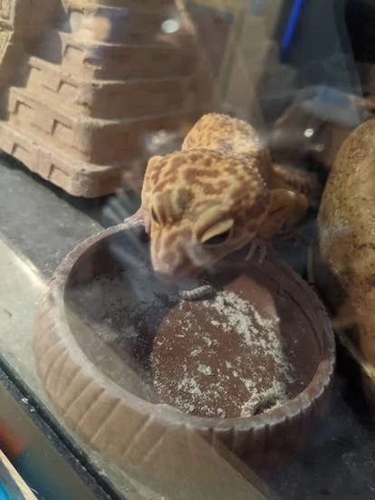 史蒂夫（Steve）图片