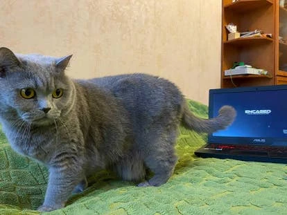 Black Tower团队成员