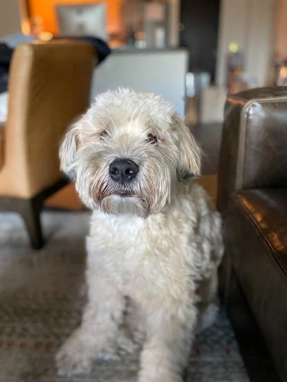 亨利（Henry）图片