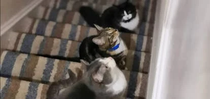 Gus、Golly和Horace角色图片