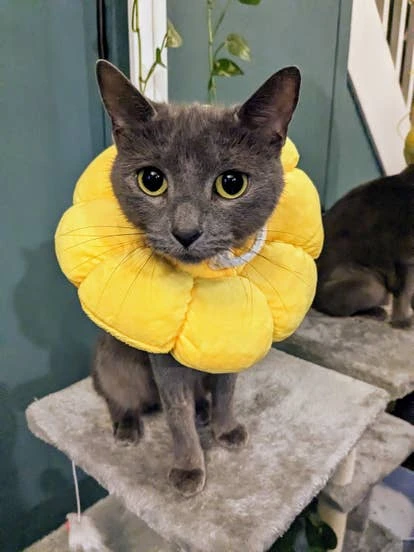 Kiki 由May Wong提交