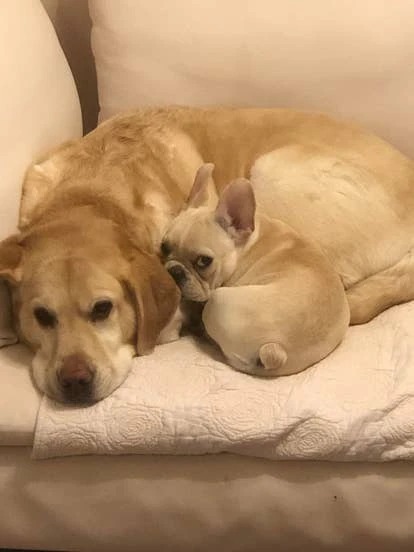 Luther和Poppy 由Connor提交