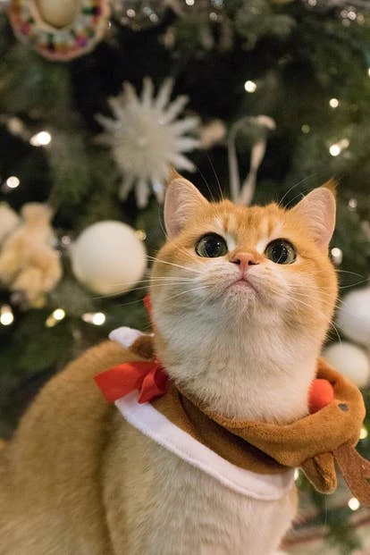 美丽的宠物 Mei 由 Gaggle Studios 联合创始人 Simon Chu 提交