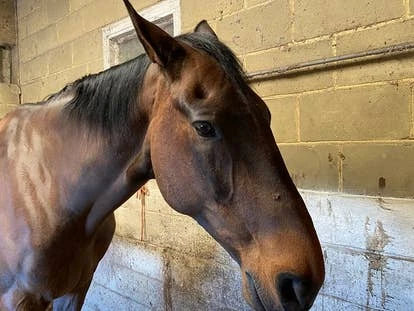 Monty (Sir Montague) 角啬图片