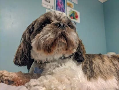 Pambo 游戏角啬作品