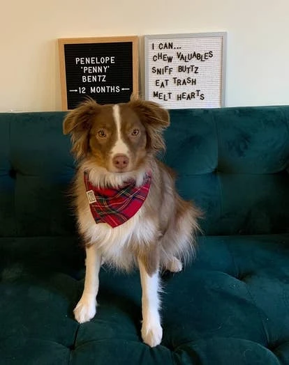 佩妮（Penny）图片