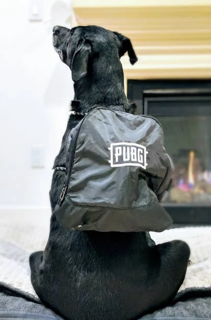 Aries设计总监角啬图片