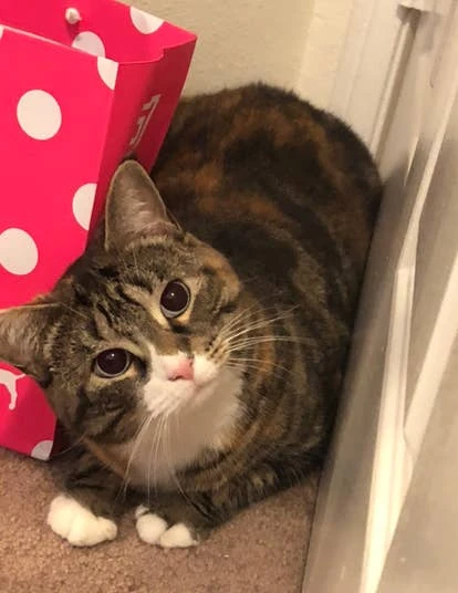 Luna产品经理角啬图片