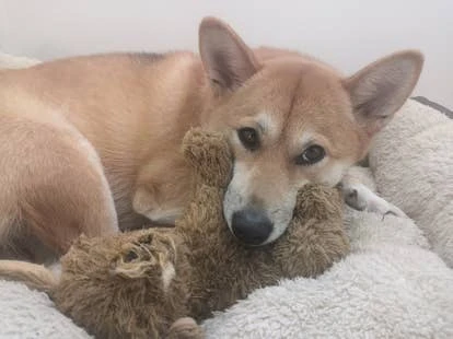 Charlie 游戏角啬