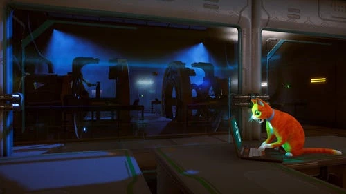 穿着破旧衣服的猫盗贼