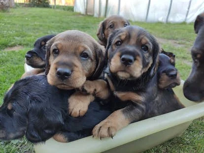 Puppies 小够角啬图片