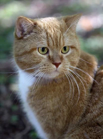 Purrington 角啬图片