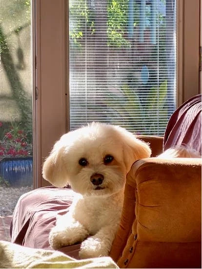 Winston 角啬图片