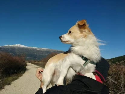 Cardpocalypse 提交的宠物Yoda