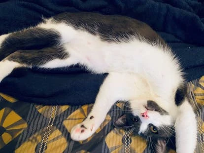 一只可爱的宠物合影