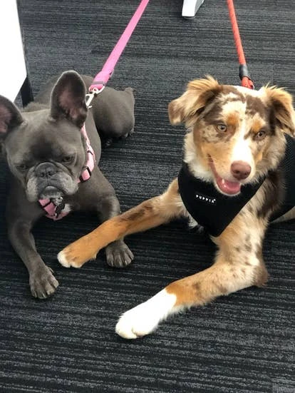 Zynga 招聘人员 Katherine Moser 提交的角啬设计