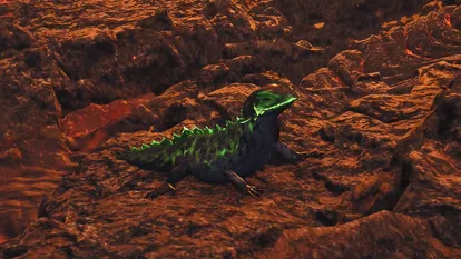 《怪物猎人野生世界：如何找到灰烬羽翼蜥地点指南》