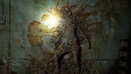 林肯县森林遭受致命真菌侵袭