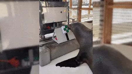 美国海军训练海狮玩视频游戏：海洋哺乳动物智能训练揭秘