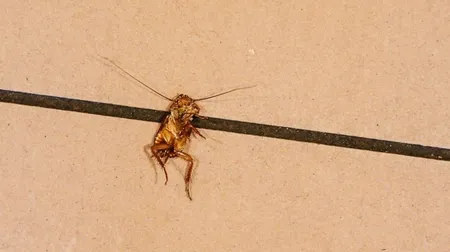 Kiwi Farms网站截图