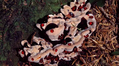 企鹅的新型设计药物：源自奇异真菌的创新药品研发现状